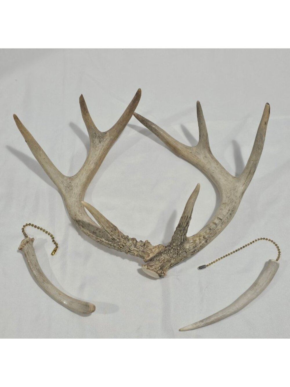Natural white tail deer horn home decor